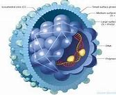 Cấu Tạo Virus Viêm Não Nhật Bản