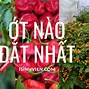 Ớt Đắt Nhất Thế Giới